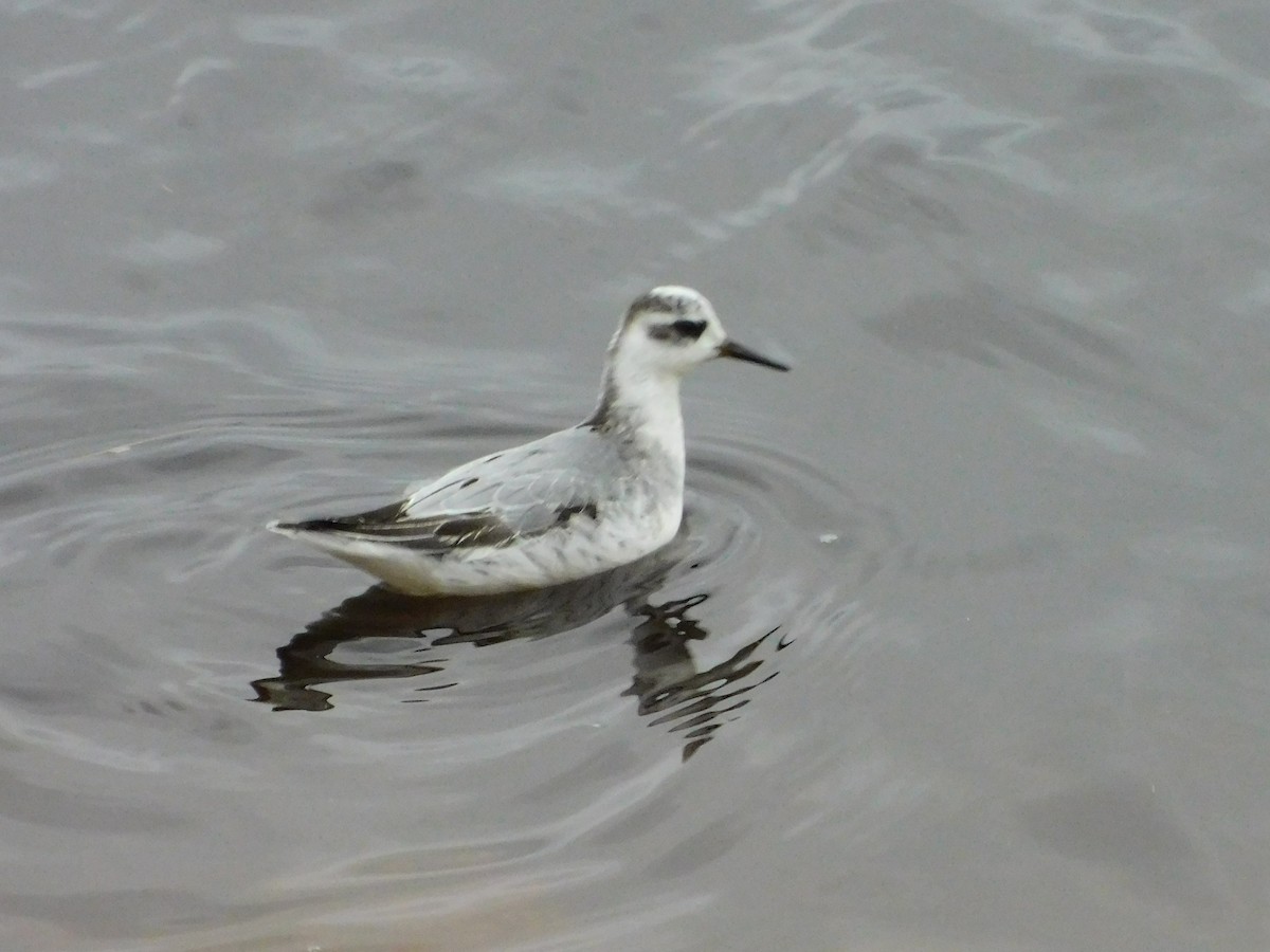 Red Phalarope - Cody Power