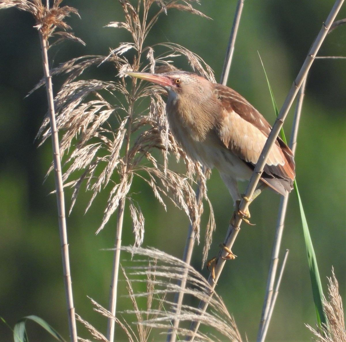 Little Bittern - ML488150401