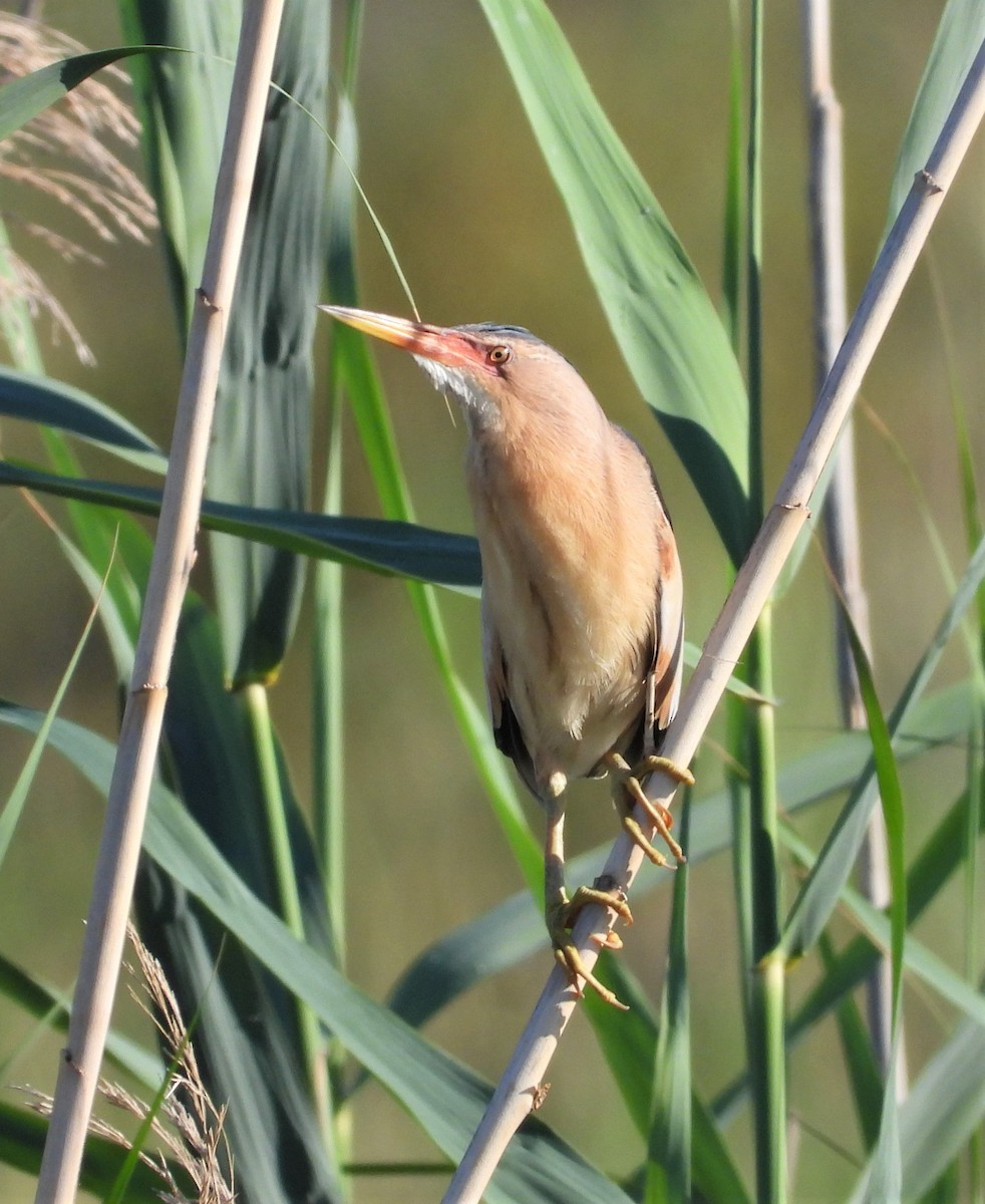 Little Bittern - ML488150421