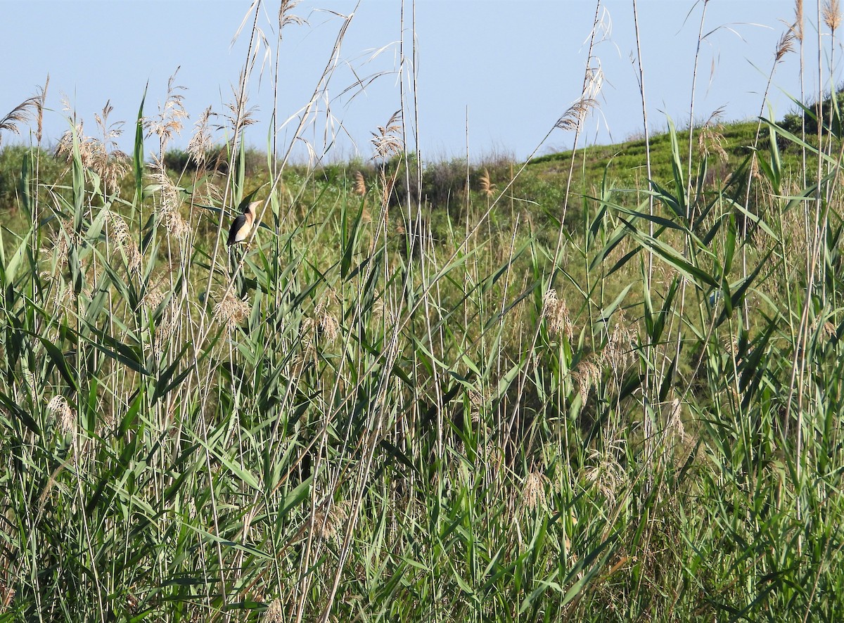 Little Bittern - ML488150441