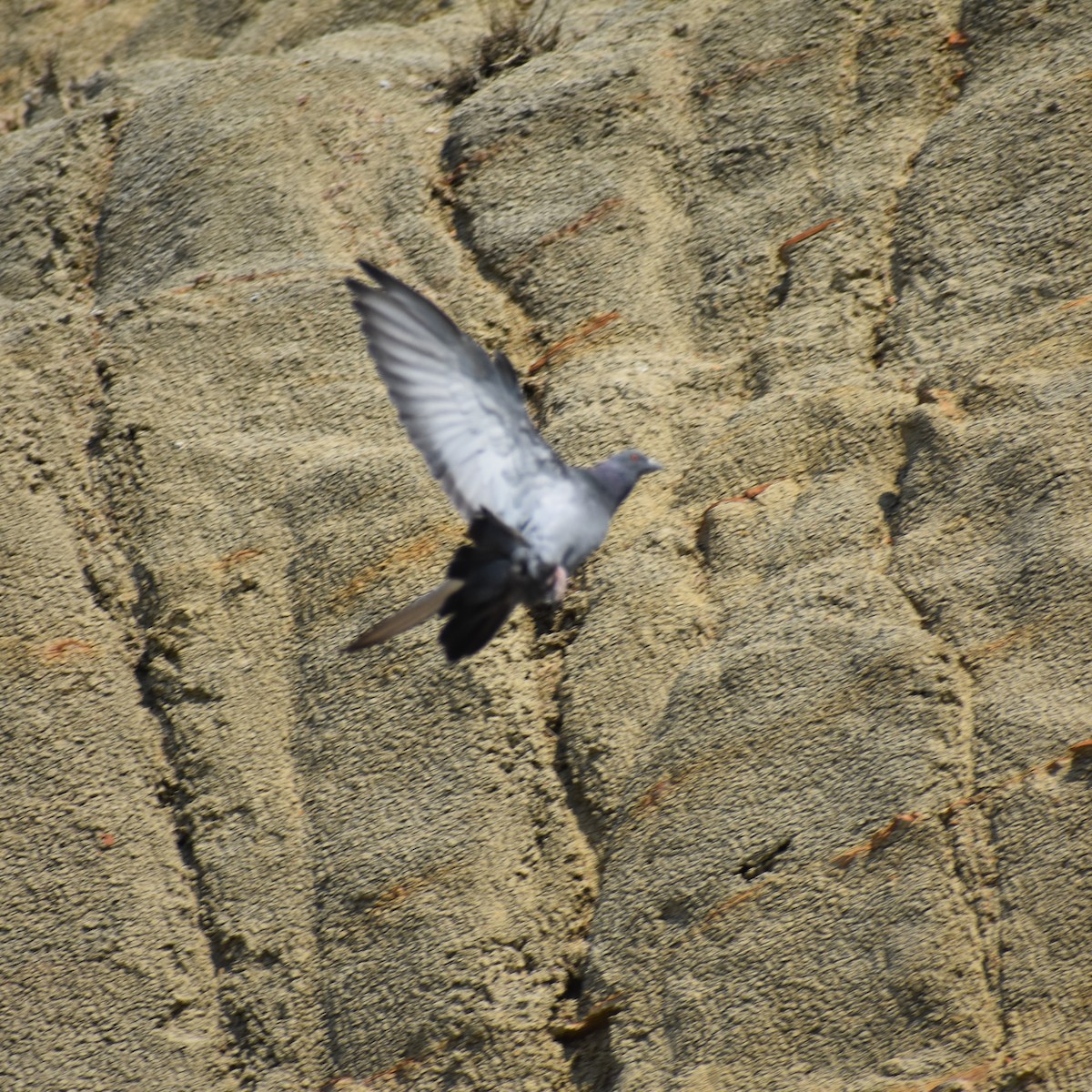Rock Pigeon (Feral Pigeon) - ML488150811