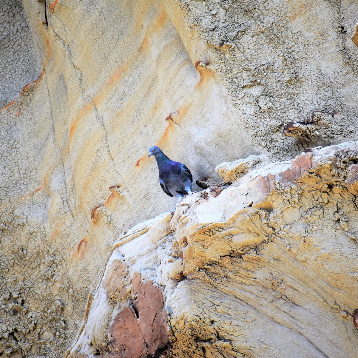 Rock Pigeon (Feral Pigeon) - ML488150941