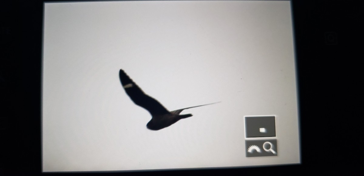 Common Nighthawk - Dennis Peacock