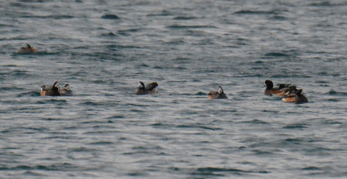 Chiloe Wigeon - ML488155401