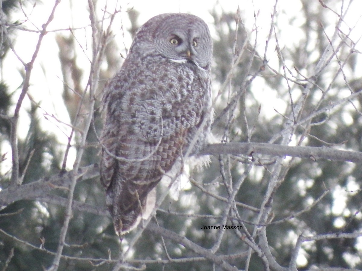 Great Gray Owl - Joanne Masson