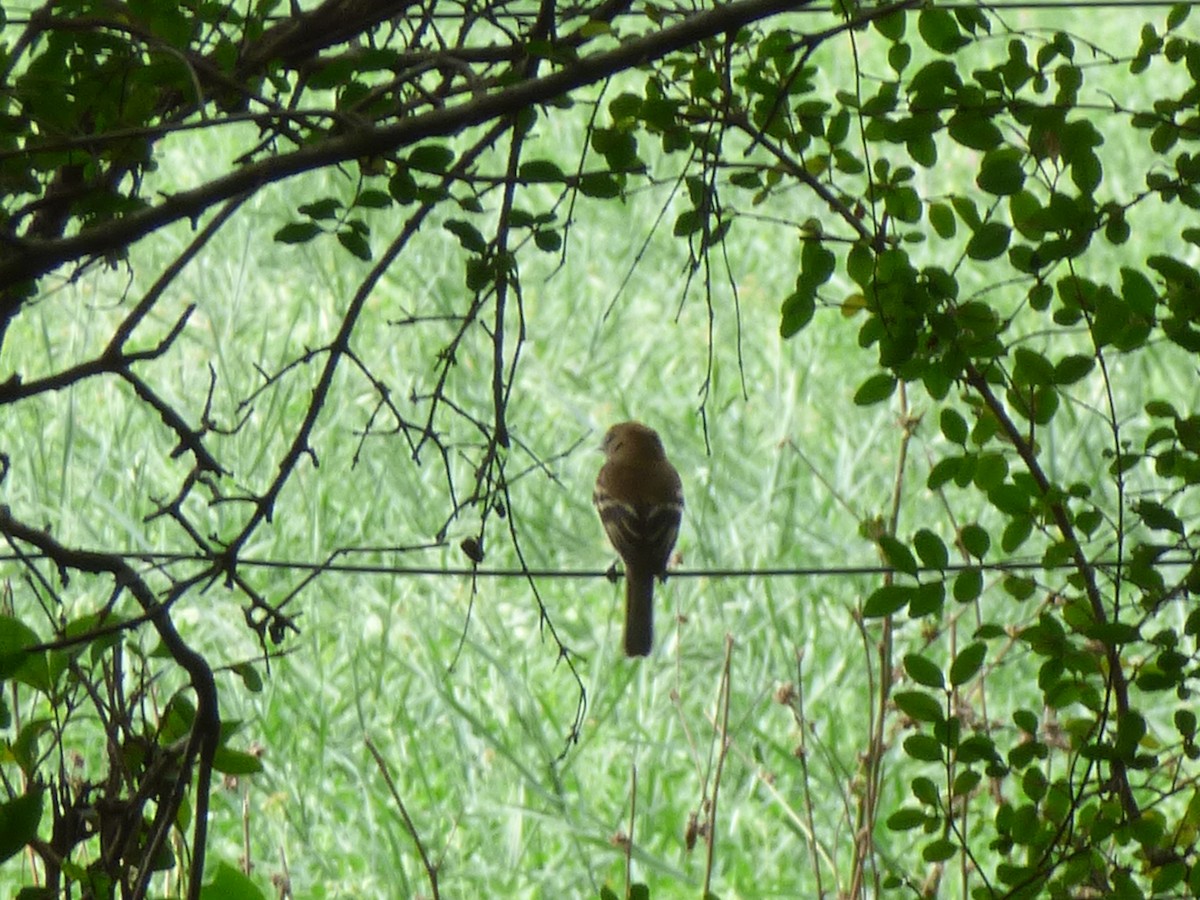 Bran-colored Flycatcher - María Soledad Zingerling