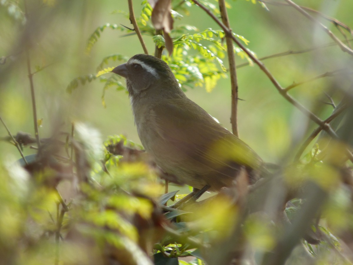 Green-winged Saltator - ML488157041