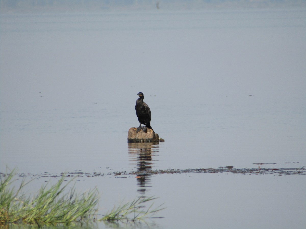 Neotropic Cormorant - ML488157361