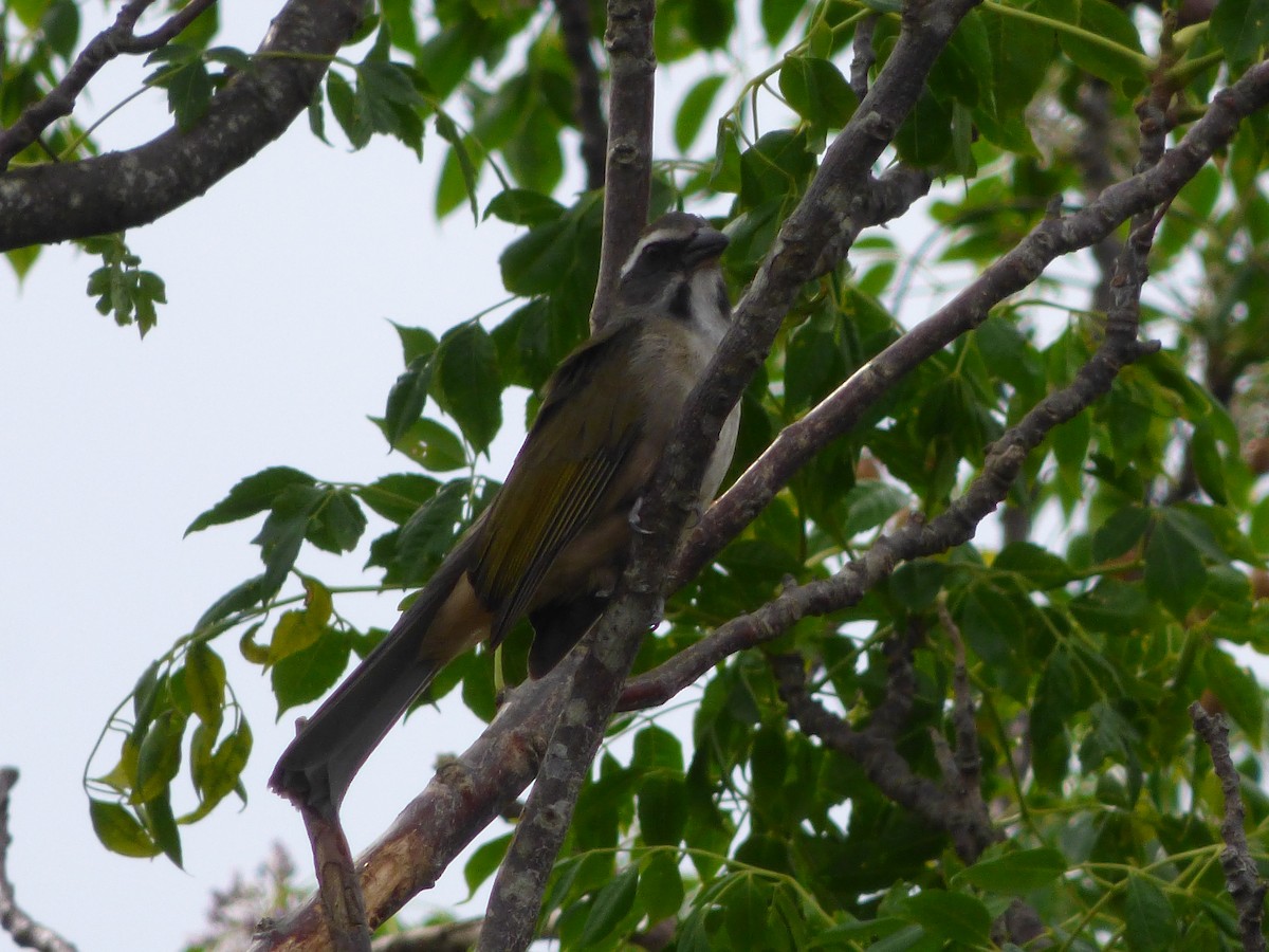 Green-winged Saltator - ML488157531