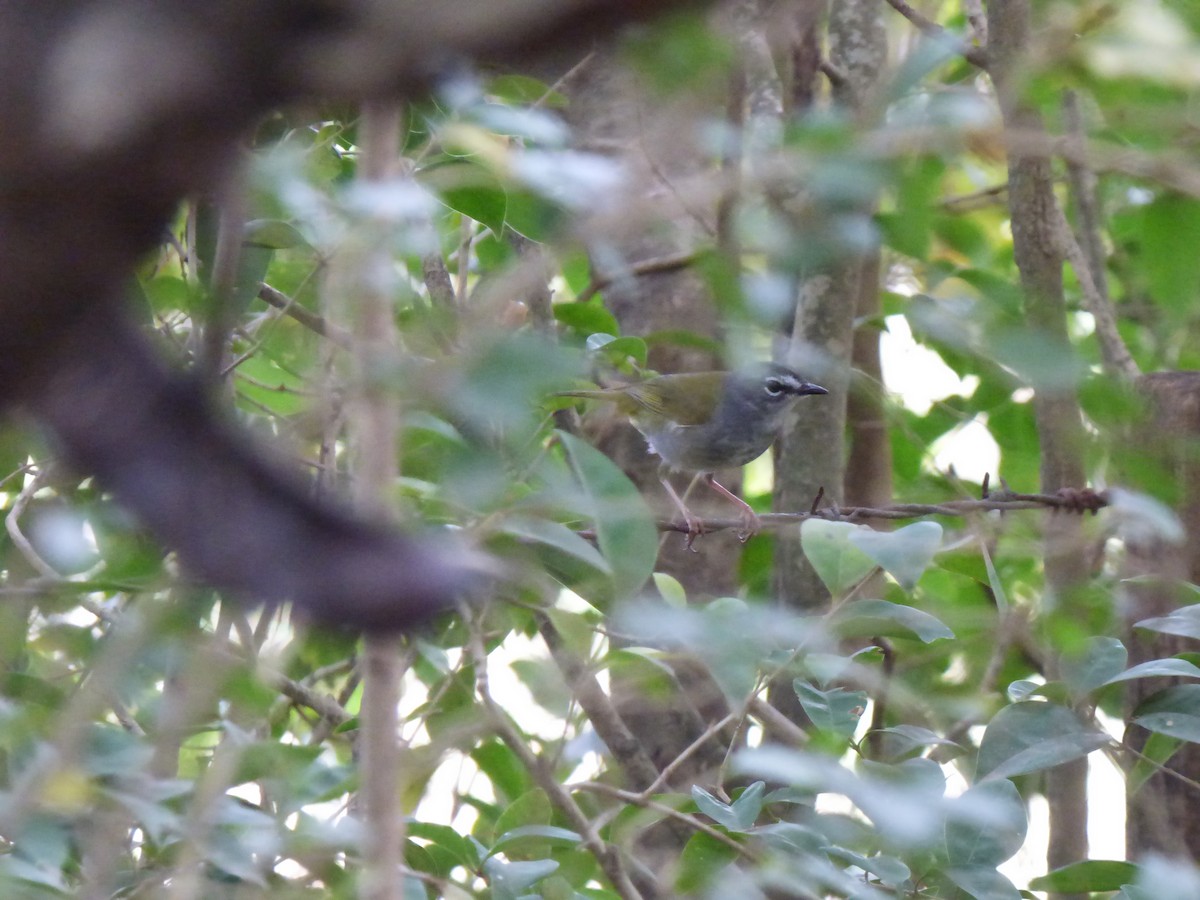 White-browed Warbler - ML488157771