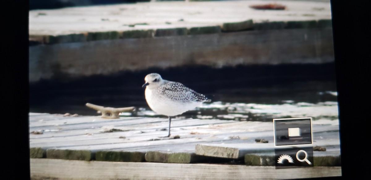 Black-bellied Plover - ML488158131