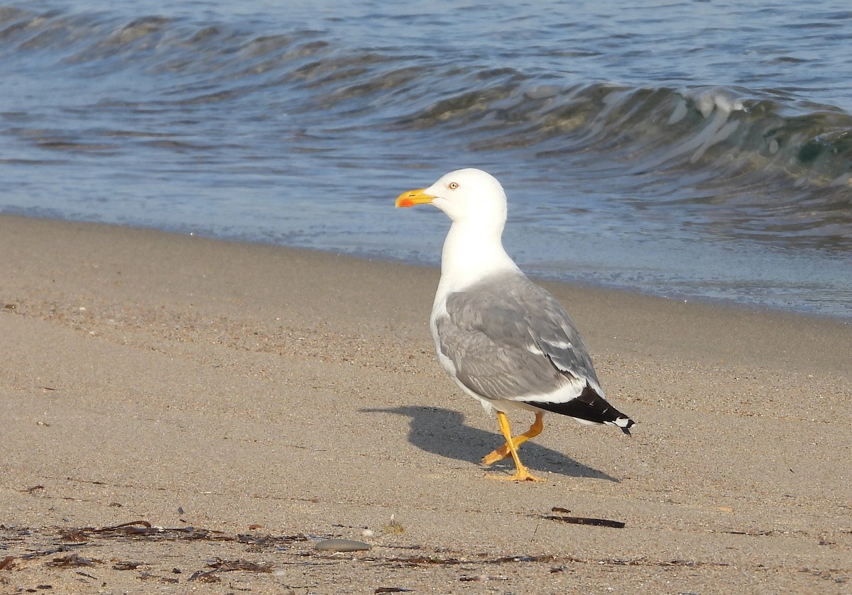 Yellow-legged Gull - ML488159401