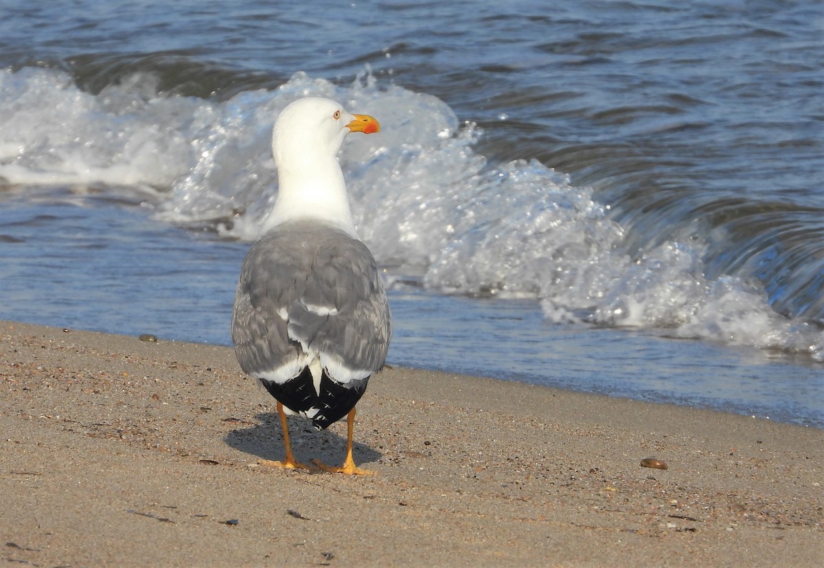 Yellow-legged Gull - ML488159411