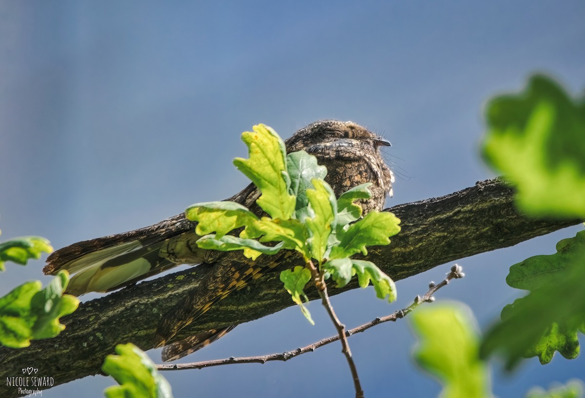 Eastern Whip-poor-will - Nicole Seward