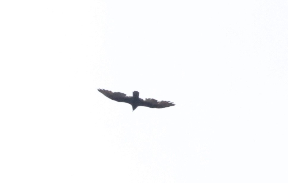 Turkey Vulture - ML488161501