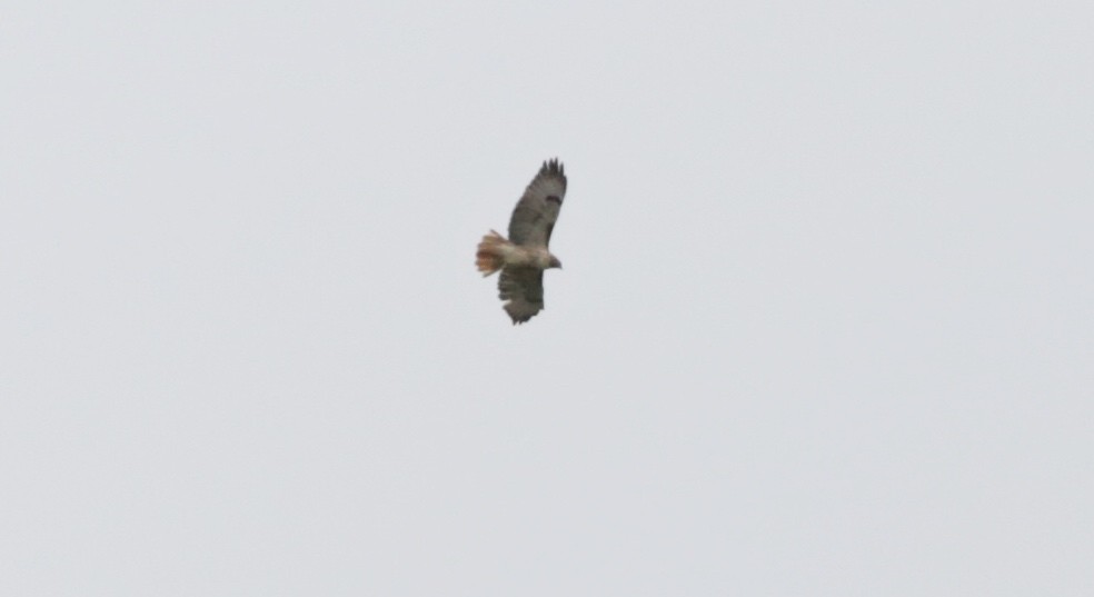 Red-tailed Hawk - Timothy Aarons