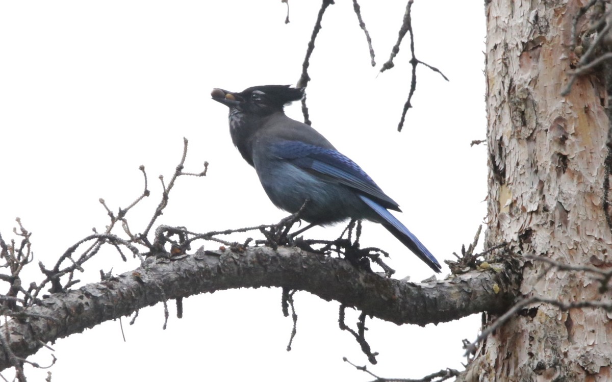 Steller's Jay - ML488161791