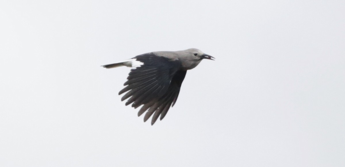 Clark's Nutcracker - ML488162081