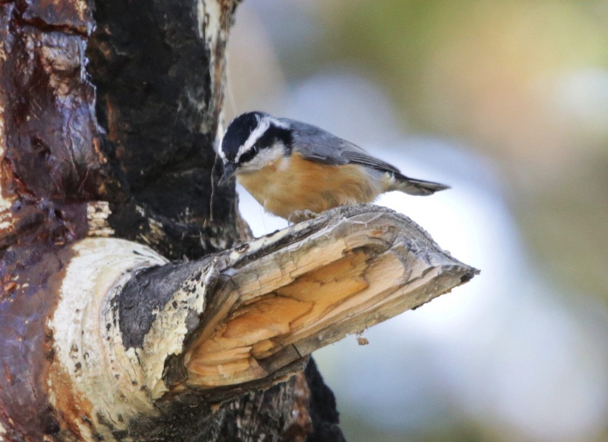 Red-breasted Nuthatch - ML488162381