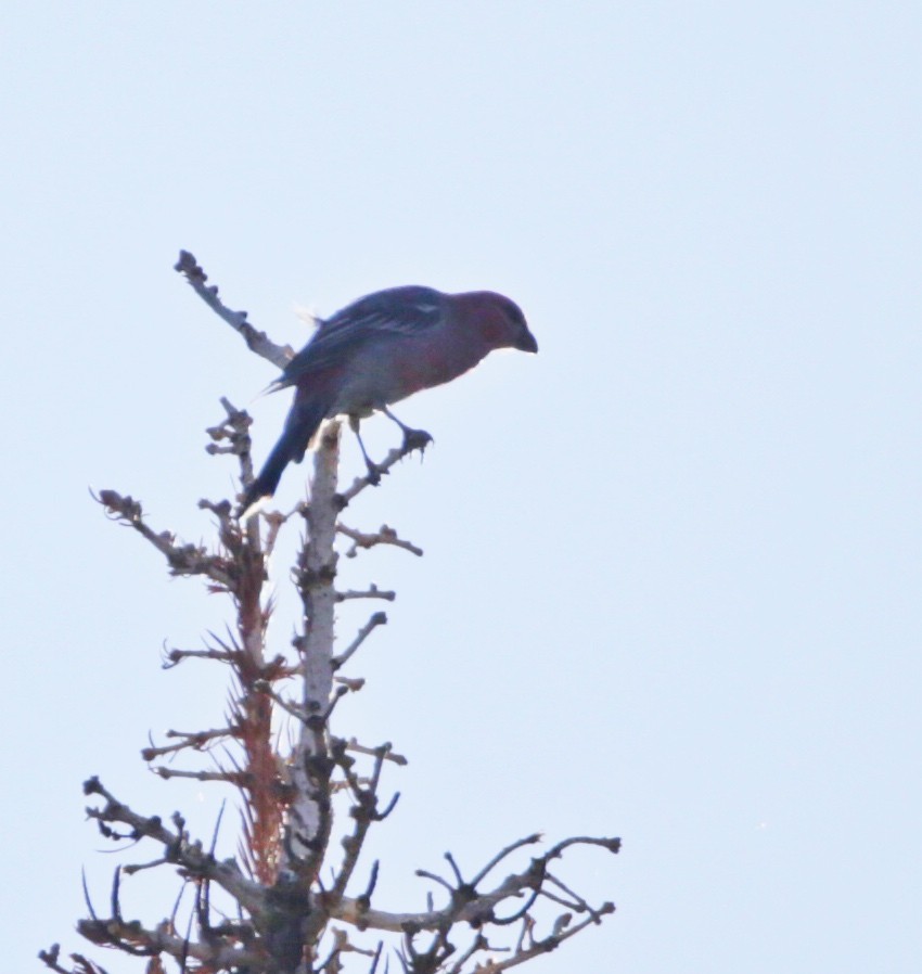 Pine Grosbeak - ML488162511