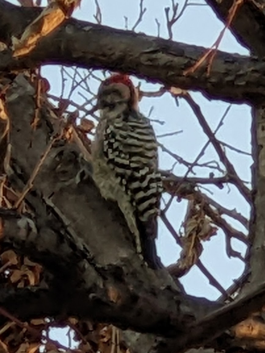 Ladder-backed Woodpecker - ML488162571