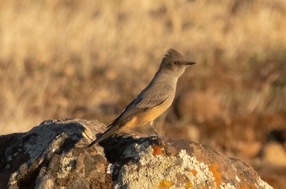 Say's Phoebe - Liam Huber