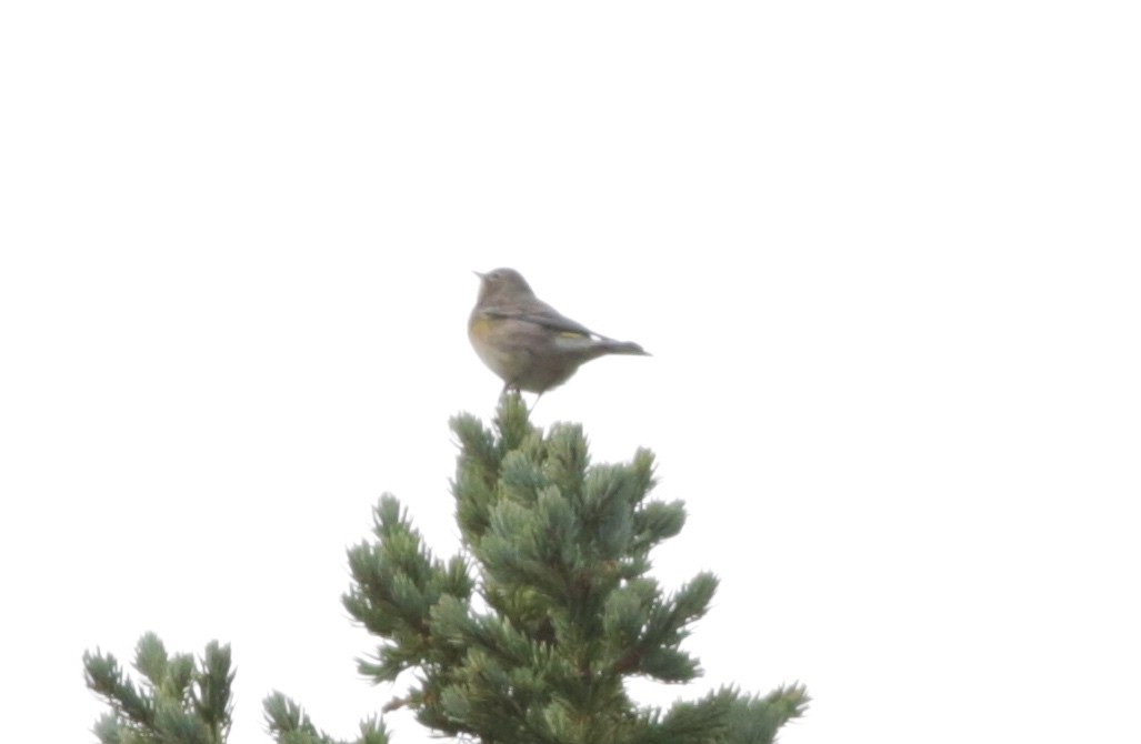 Yellow-rumped Warbler - ML488163331