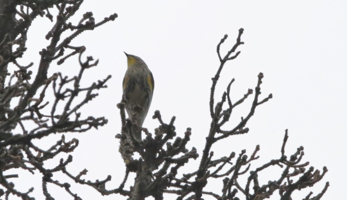 Yellow-rumped Warbler - ML488163341