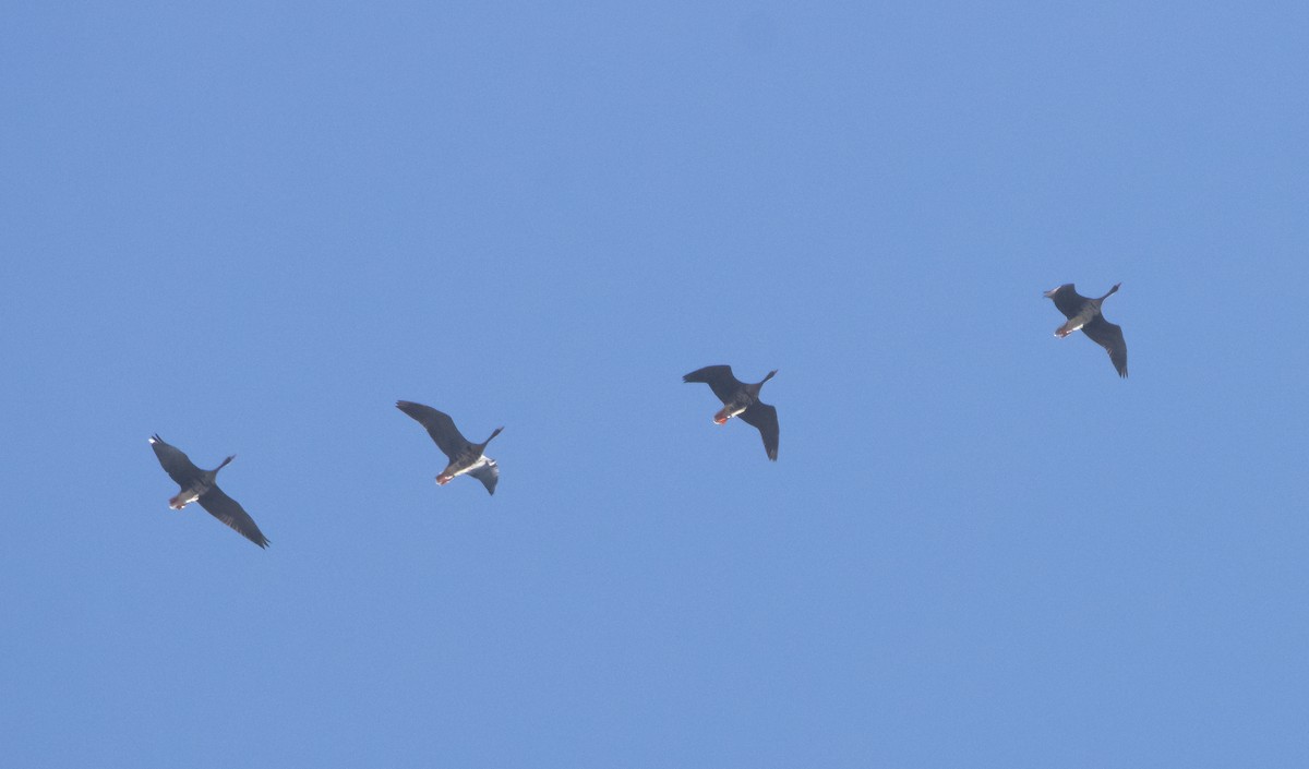 Greater White-fronted Goose (Western) - ML488163431