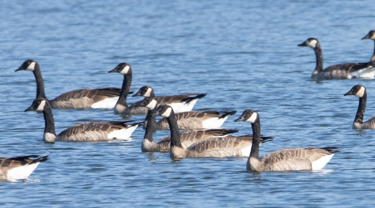 Canada Goose - ML488163471