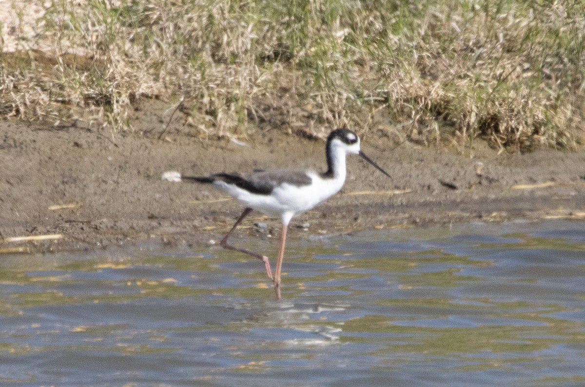 Black-necked Stilt - ML488163611