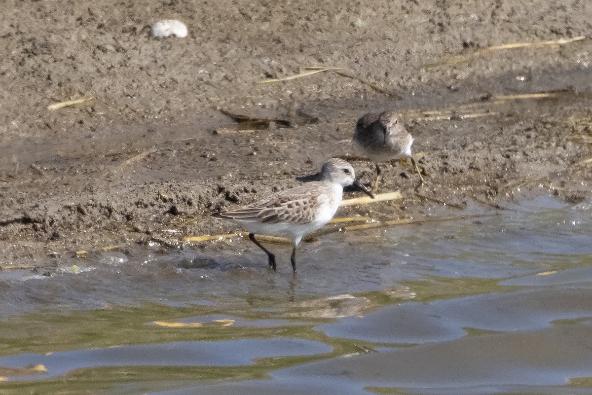 Western Sandpiper - ML488163741