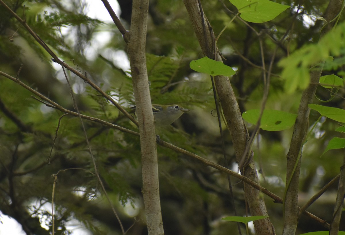 Chestnut-sided Warbler - ML488163781