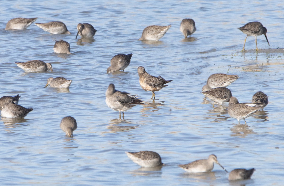 Long-billed Dowitcher - ML488163831