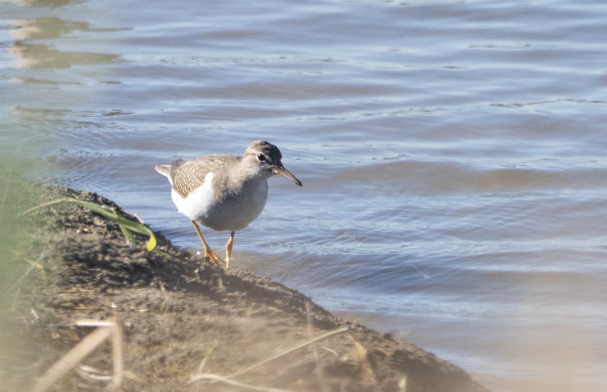 Spotted Sandpiper - ML488163891