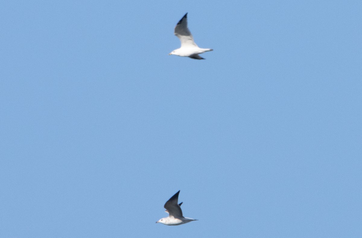 Ring-billed Gull - ML488163931