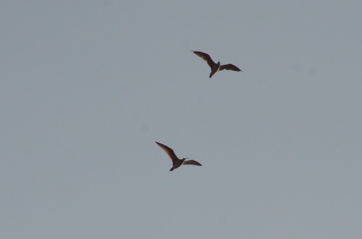 Long-billed Curlew - ML488163981