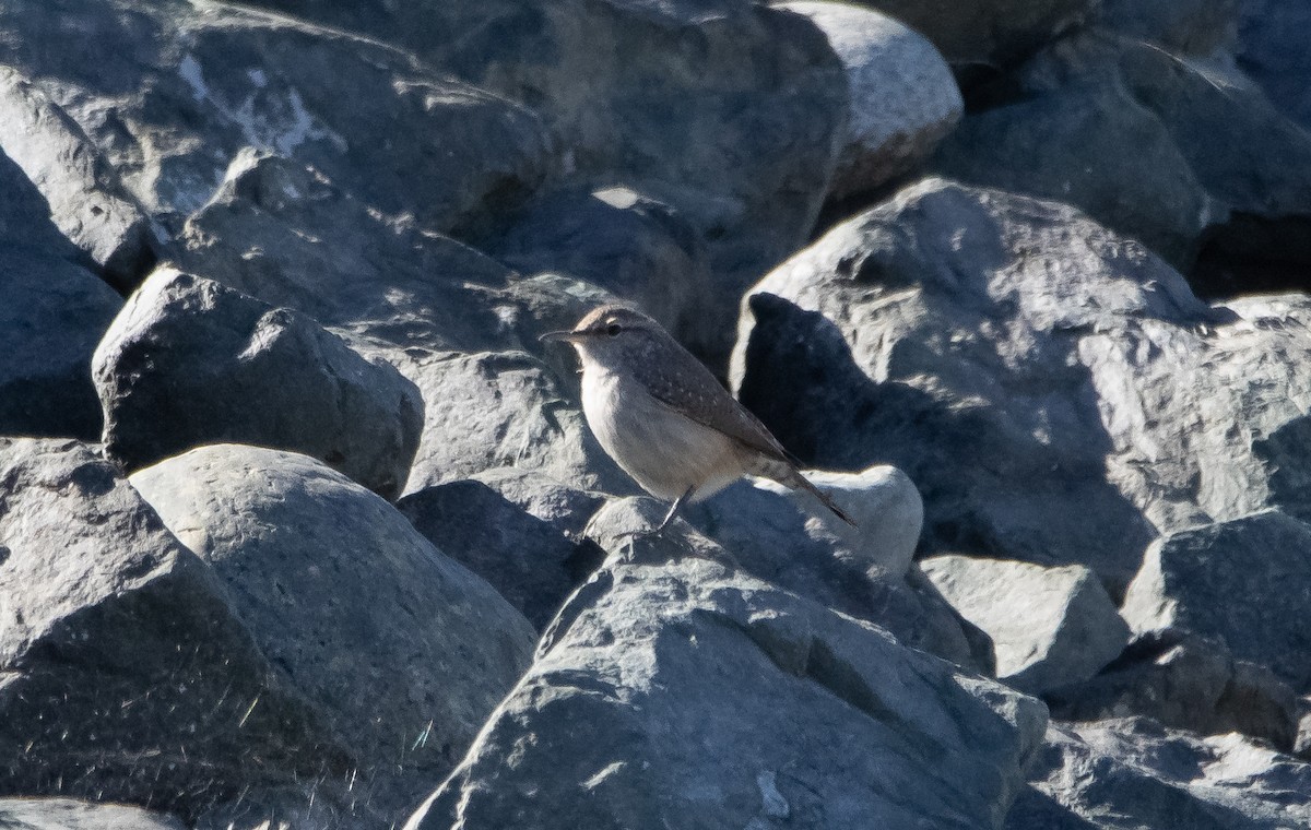 Rock Wren - ML488164191