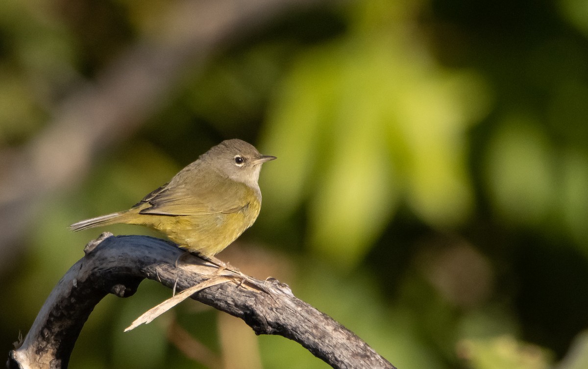 MacGillivray's Warbler - ML488164401