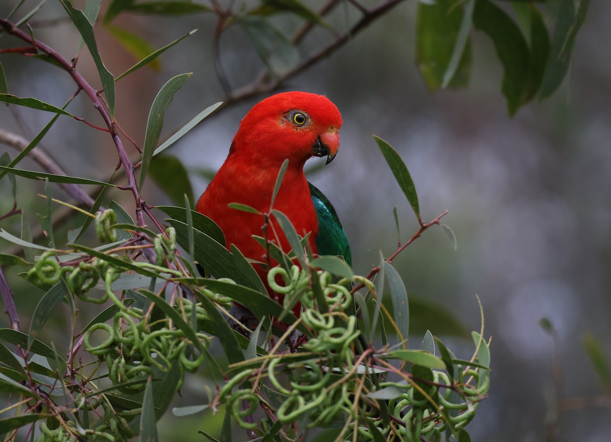 Australian King-Parrot - Andy Gee