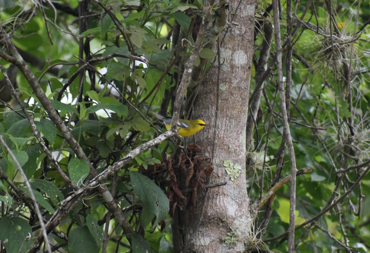 Blue-winged Warbler - ML488165561