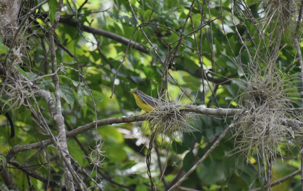 Canada Warbler - ML488165841