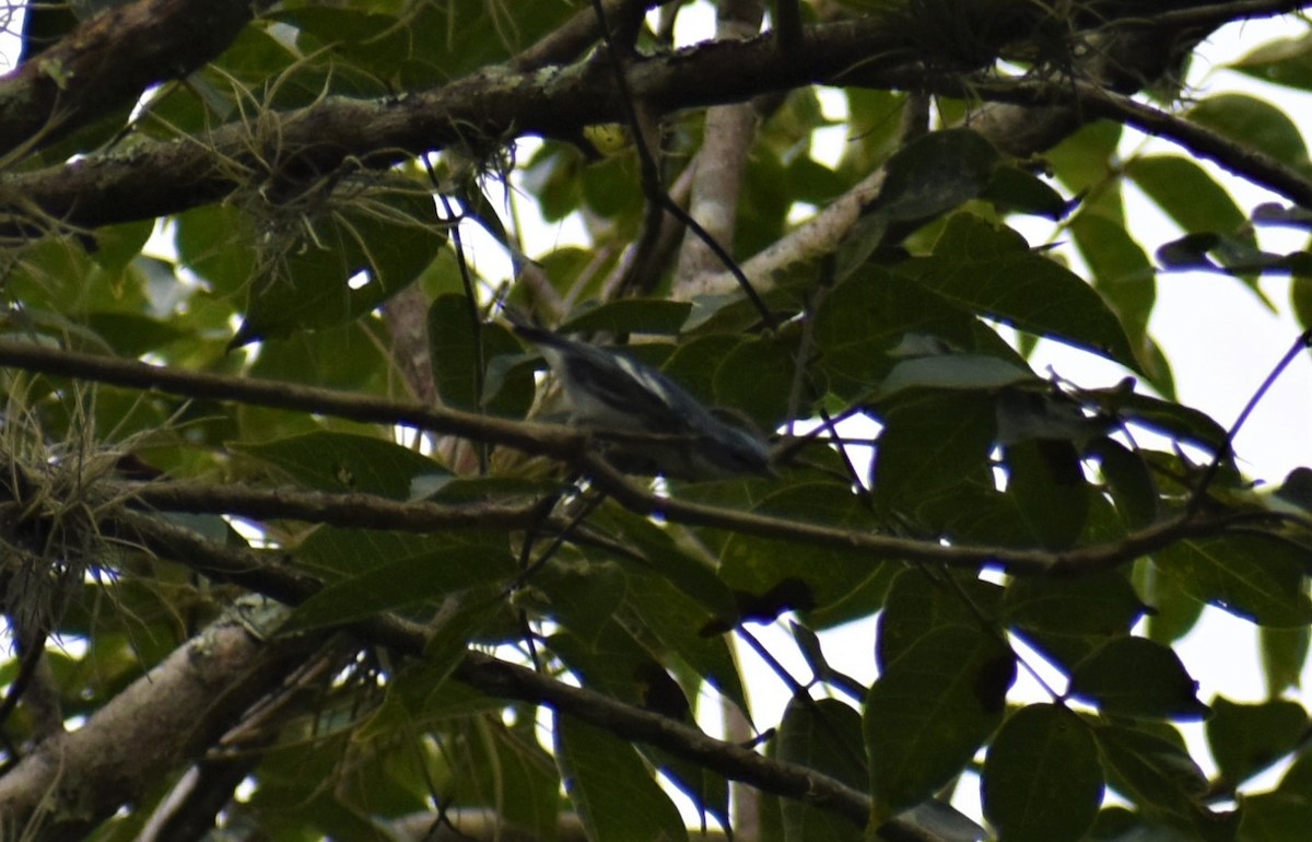 Cerulean Warbler - ML488167161