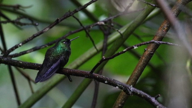 Colibrí Turmalina - ML488168