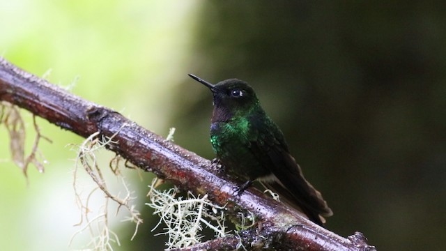 Colibrí Turmalina - ML488169