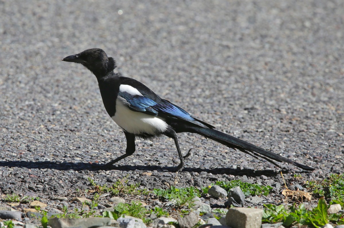 Black-billed Magpie - ML488169391