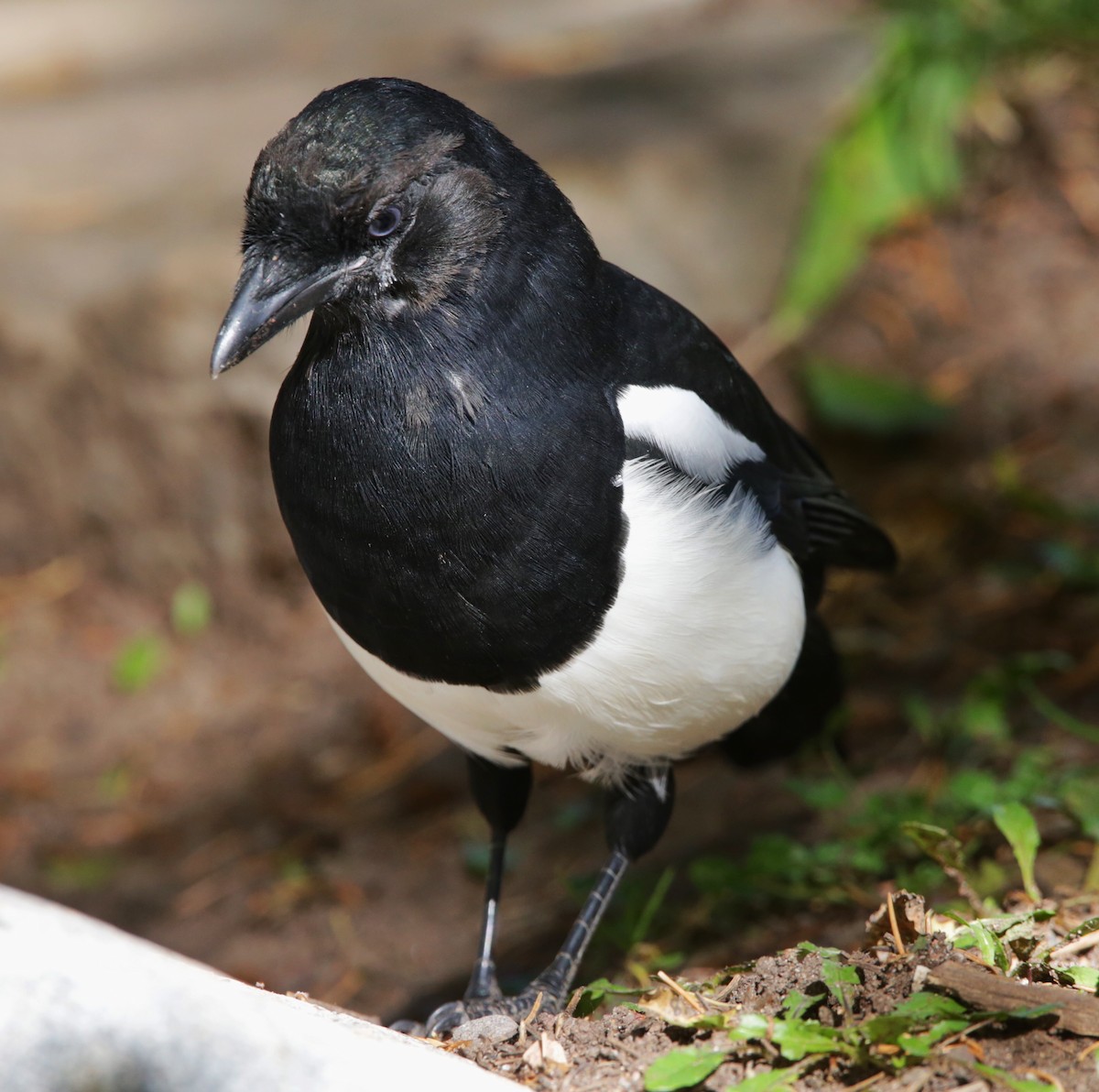 Black-billed Magpie - ML488169421