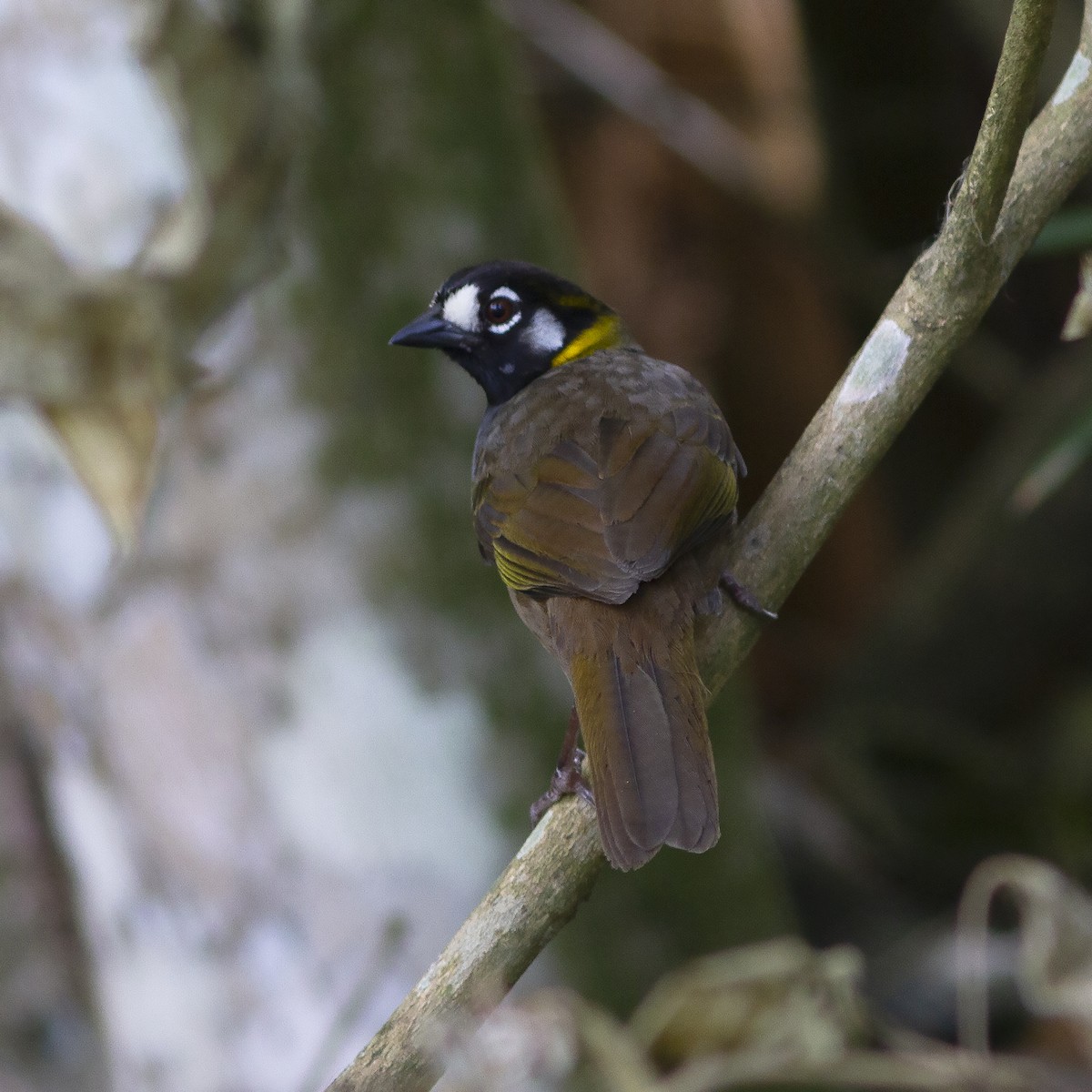 White-eared Ground-Sparrow - ML488171621