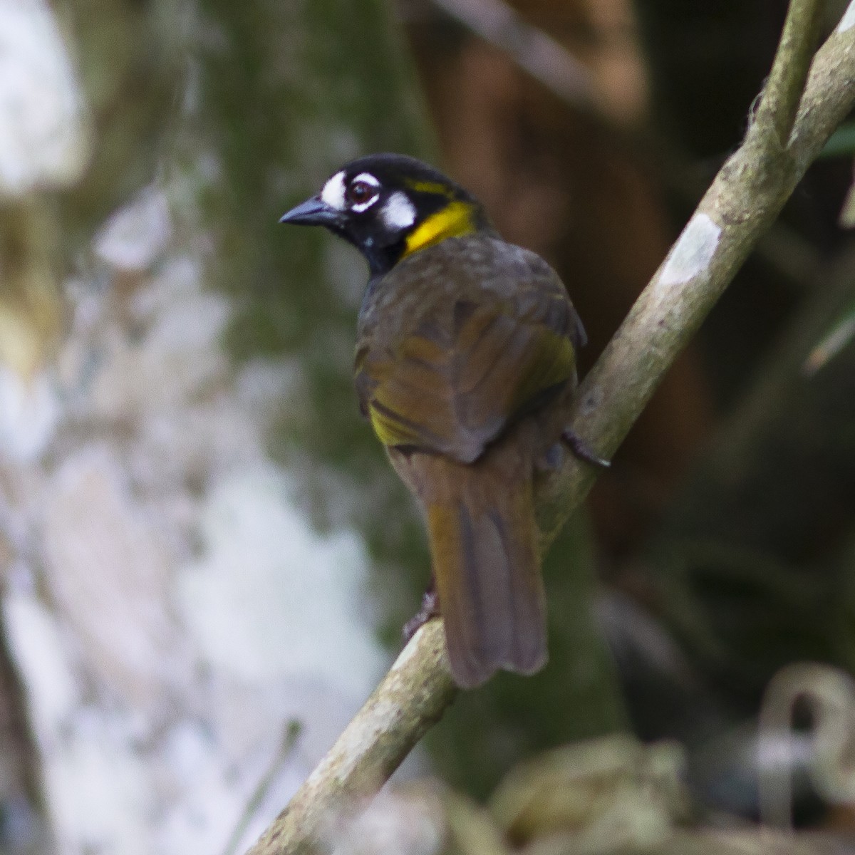 White-eared Ground-Sparrow - ML488171641