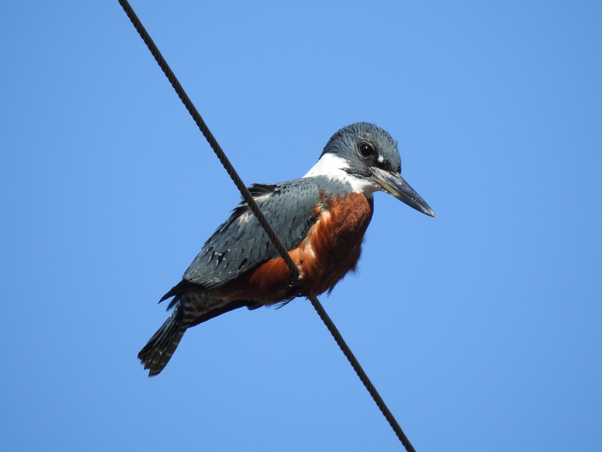 Ringed Kingfisher - ML488171821